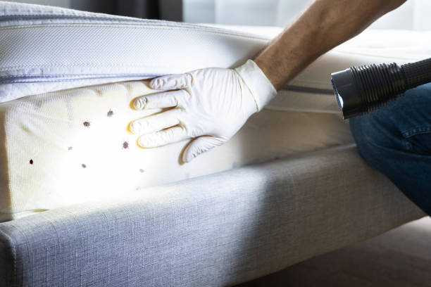 Best Local Pest Control Services  in Bangor, ME
