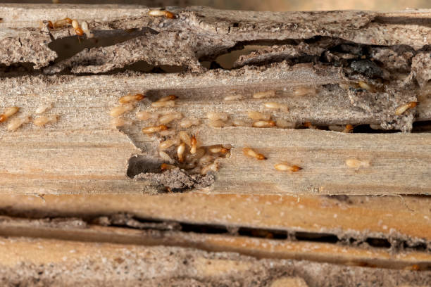 Best Exterminator Services  in Bangor, ME
