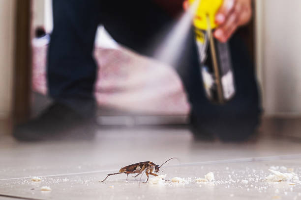 Best Affordable Pest Control Services  in Bangor, ME
